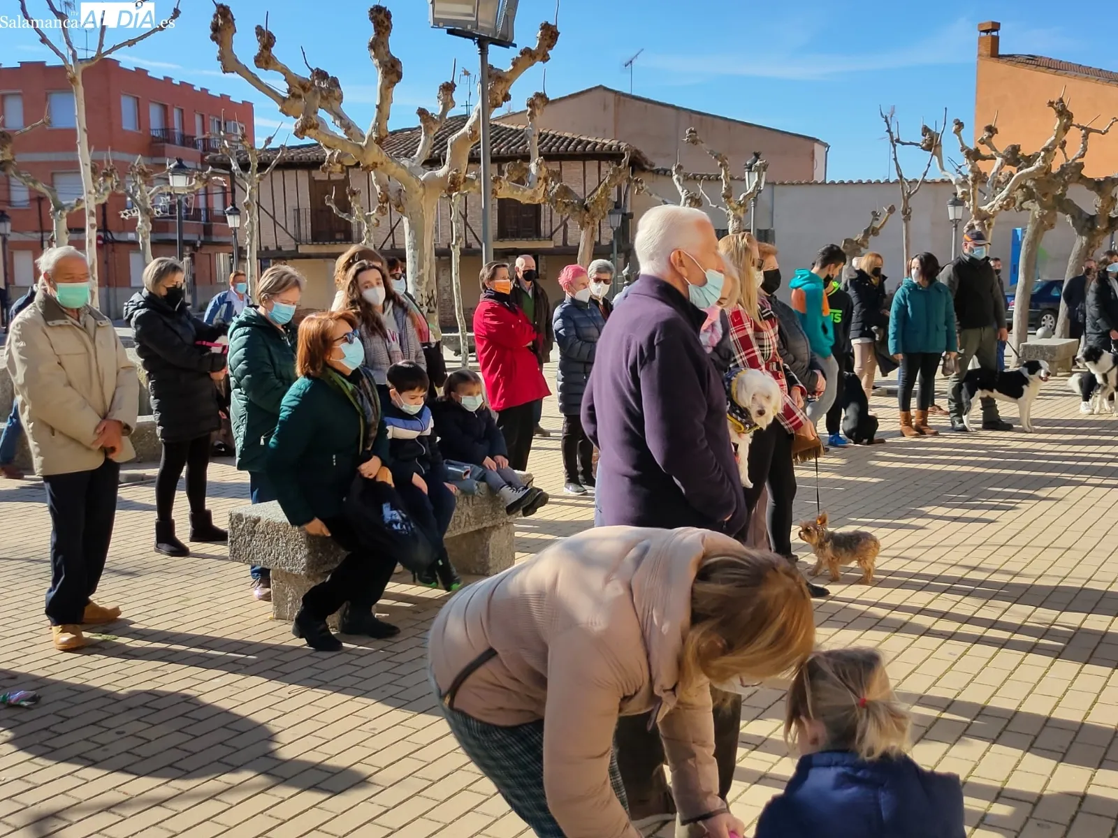 Decenas de macoteranos han participado en la bendición de San Antón