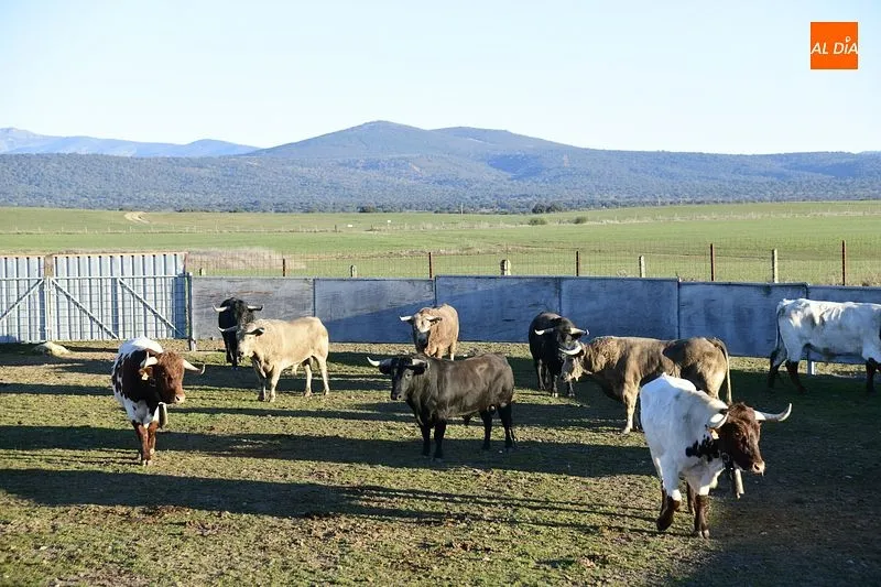 Llegada de los toros al Centro Ecuestre Casasola | Fotos: Adrián Martín
