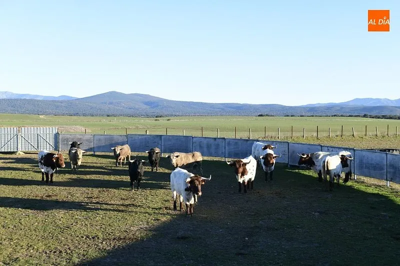 Llegada de los toros al Centro Ecuestre Casasola | Fotos: Adrián Martín