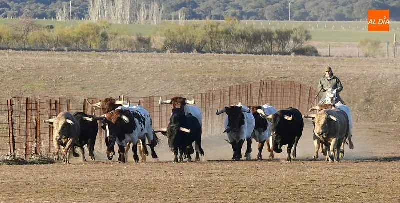 Llegada de los toros al Centro Ecuestre Casasola | Fotos: Adrián Martín