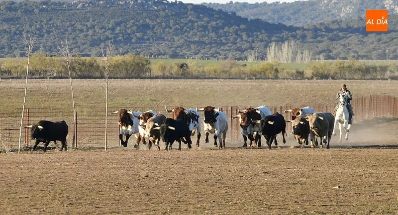 Llegada de los toros al Centro Ecuestre Casasola | Fotos: Adrián Martín
