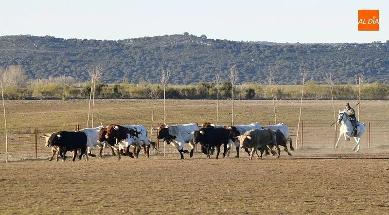 Llegada de los toros al Centro Ecuestre Casasola | Fotos: Adrián Martín