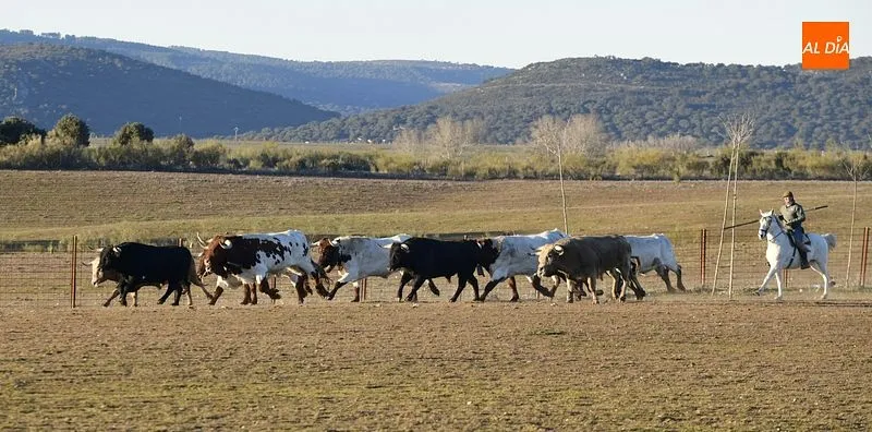 Llegada de los toros al Centro Ecuestre Casasola | Fotos: Adrián Martín