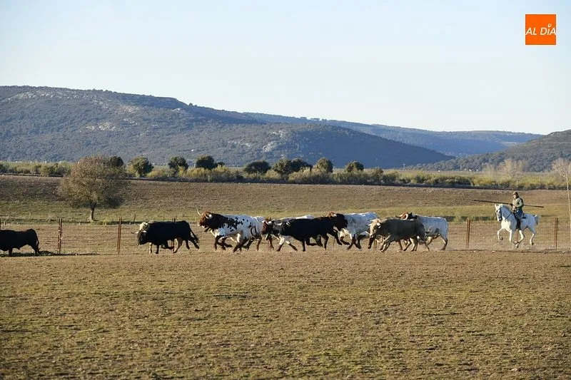 Llegada de los toros al Centro Ecuestre Casasola | Fotos: Adrián Martín