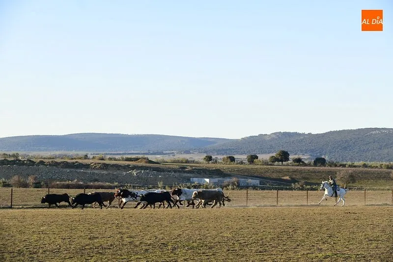 Llegada de los toros al Centro Ecuestre Casasola | Fotos: Adrián Martín