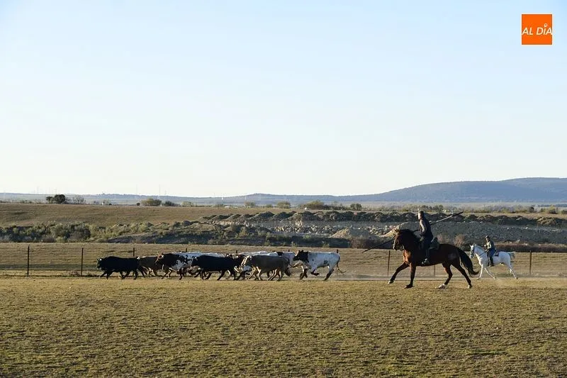 Llegada de los toros al Centro Ecuestre Casasola | Fotos: Adrián Martín