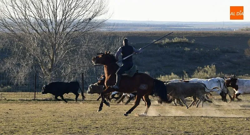 Llegada de los toros al Centro Ecuestre Casasola | Fotos: Adrián Martín