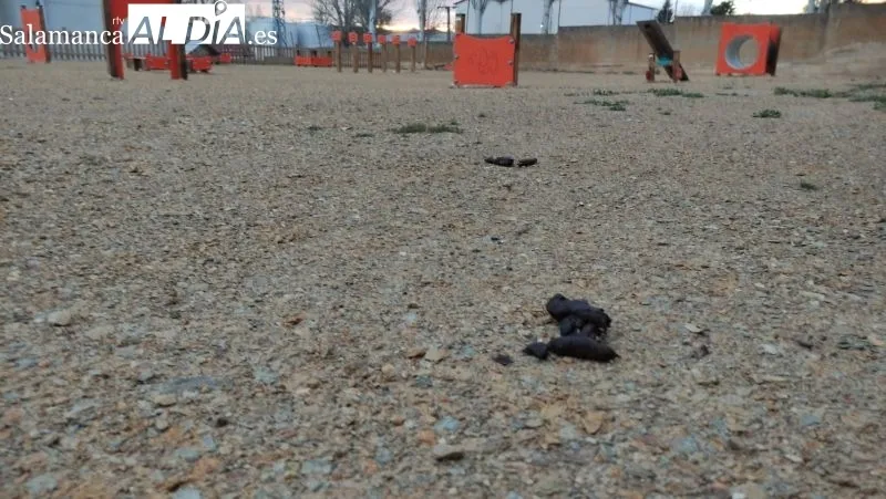 Foto 6 - Alertan de desperfectos y comportamiento inc&iacute;vico en el nuevo parque canino