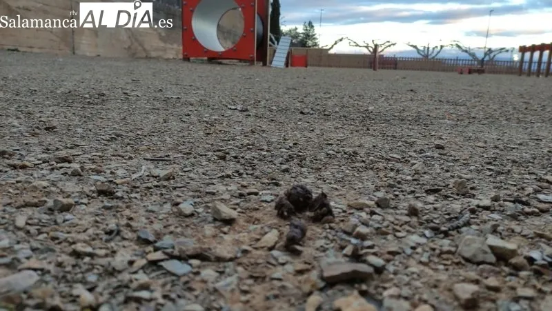 Foto 5 - Alertan de desperfectos y comportamiento inc&iacute;vico en el nuevo parque canino