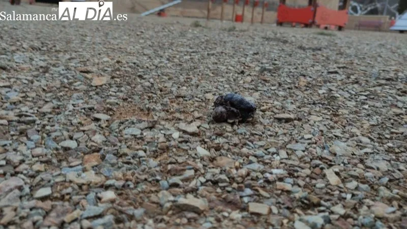 Foto 4 - Alertan de desperfectos y comportamiento inc&iacute;vico en el nuevo parque canino