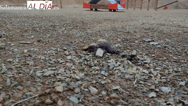 Foto 3 - Alertan de desperfectos y comportamiento inc&iacute;vico en el nuevo parque canino