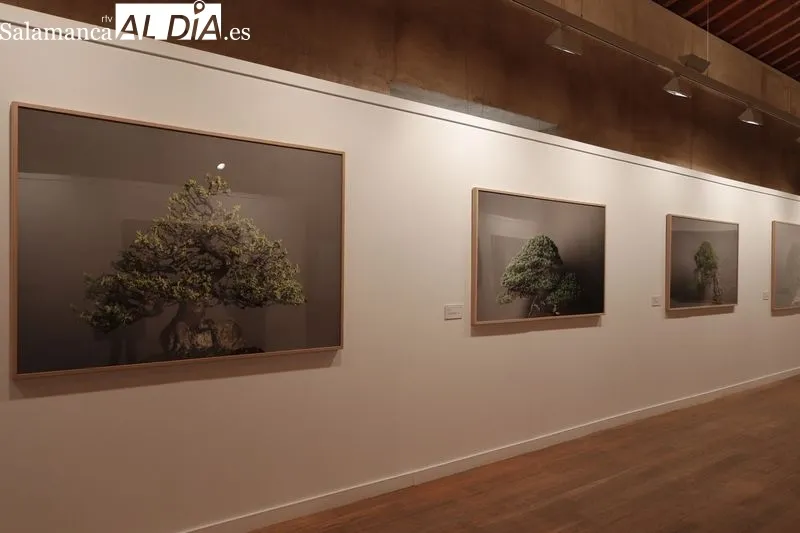 Exposición “Momentum”, del fotógrafo David Romero Lomas, en el Centro Cultural Hispano-Japonés (CCHJ) de Salamanca