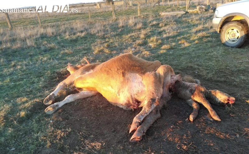 Ataque de buitres en Lumbrales con una vaca y el becerro muertos