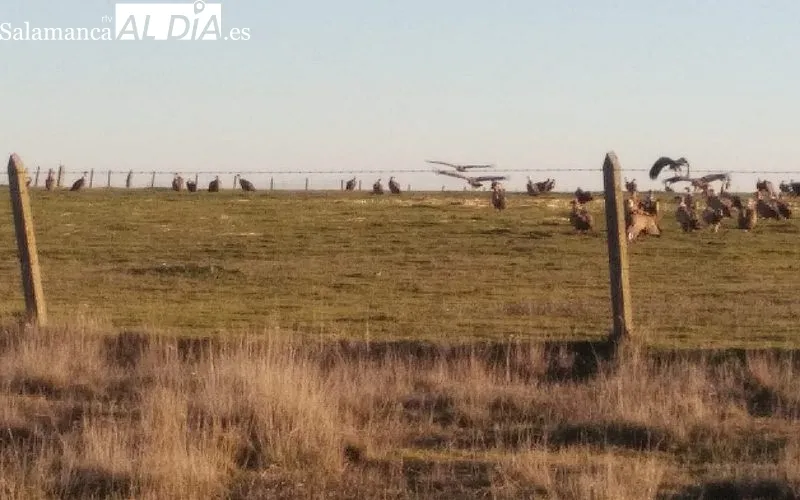 Imágen de la vaca y el ternero ya muertos, y los buitres posados en la parcela adyancente al llegar el ganadero al lugar 