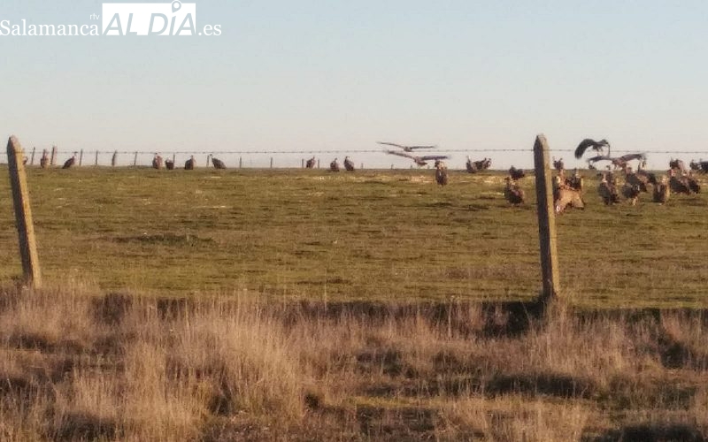ASAJA denuncia un nuevo de ataque de buitres al ganado en Bañobárez