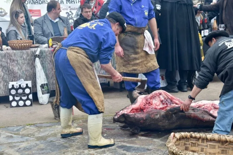 Última jornada de matanza en Guijuelo dedicada a las cofradías gastronómicas
