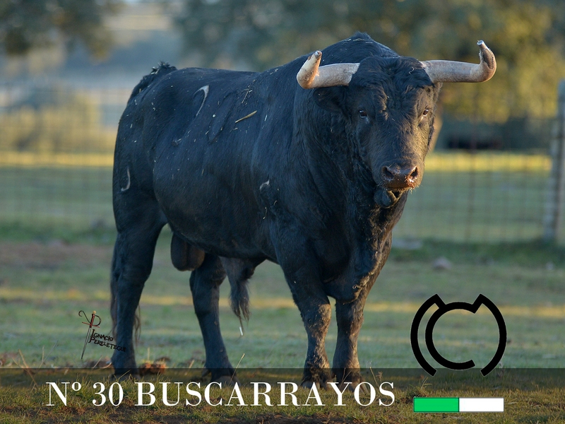Foto 5 - Desvelada la imagen de los toros de los encierros y capeas nocturnas