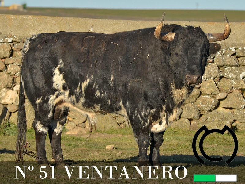 Foto 4 - Desvelada la imagen de los toros de los encierros y capeas nocturnas