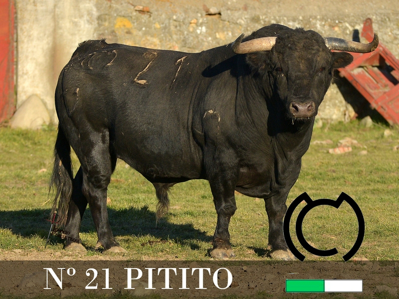 Foto 3 - Desvelada la imagen de los toros de los encierros y capeas nocturnas