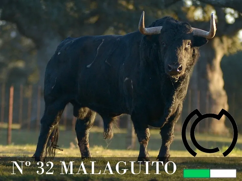 Foto 2 - Desvelada la imagen de los toros de los encierros y capeas nocturnas