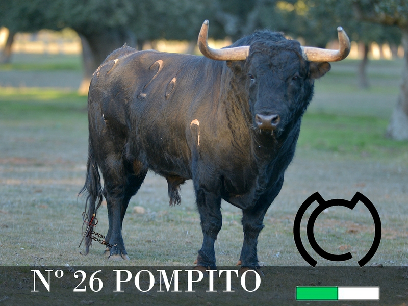 Desvelada la imagen de los toros de los encierros y capeas nocturnas