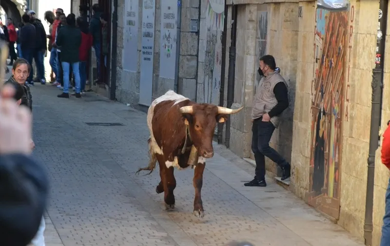 Foto 4 - Un buey se escapa por fuera del recorrido antes del encierro