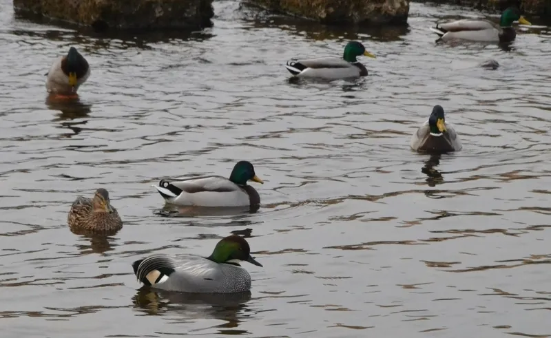 Foto 11 - Un ejemplar menos habitual en Espa&ntilde;a se asienta en la colonia de patos del &Aacute;gueda