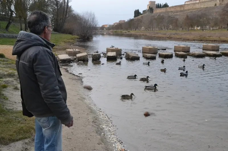 Foto 10 - Un ejemplar menos habitual en Espa&ntilde;a se asienta en la colonia de patos del &Aacute;gueda