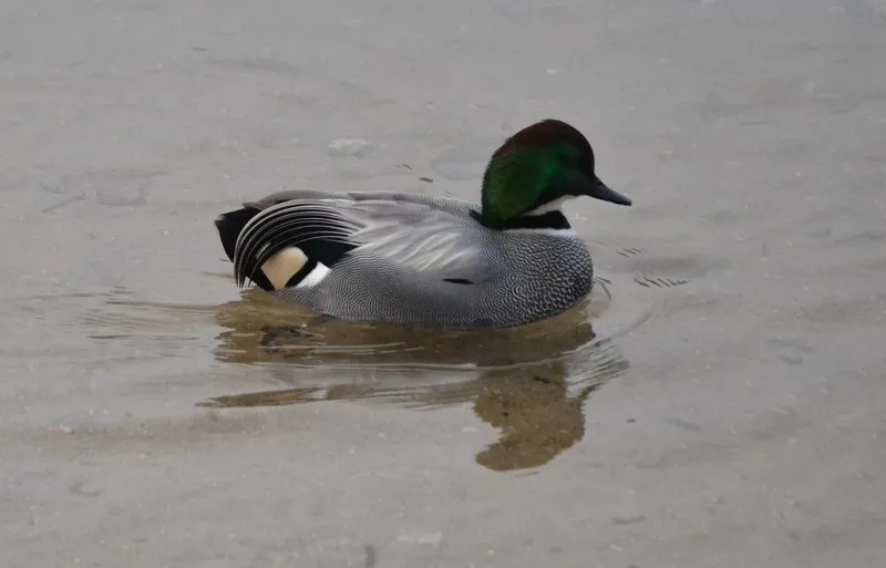 Foto 8 - Un ejemplar menos habitual en Espa&ntilde;a se asienta en la colonia de patos del &Aacute;gueda