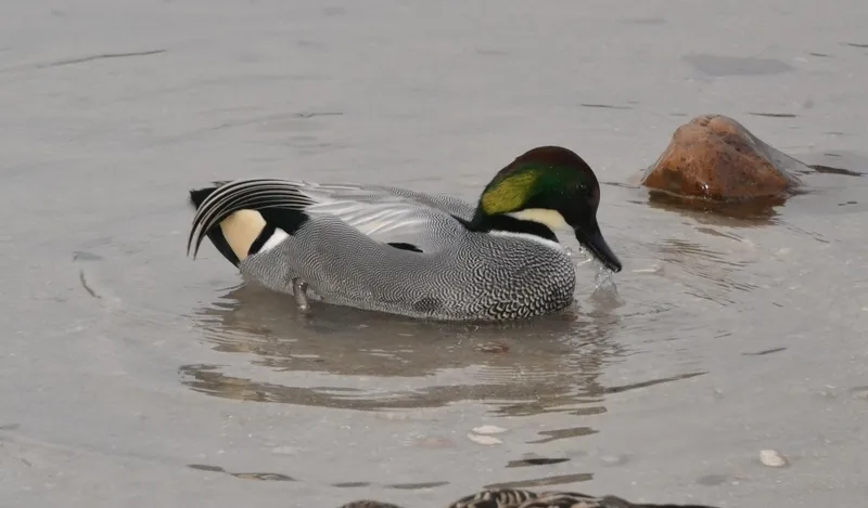 Foto 7 - Un ejemplar menos habitual en Espa&ntilde;a se asienta en la colonia de patos del &Aacute;gueda