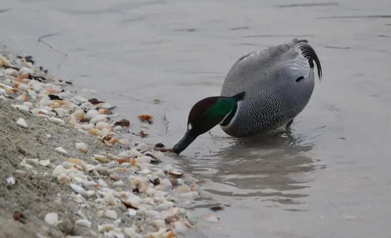 Foto 6 - Un ejemplar menos habitual en Espa&ntilde;a se asienta en la colonia de patos del &Aacute;gueda