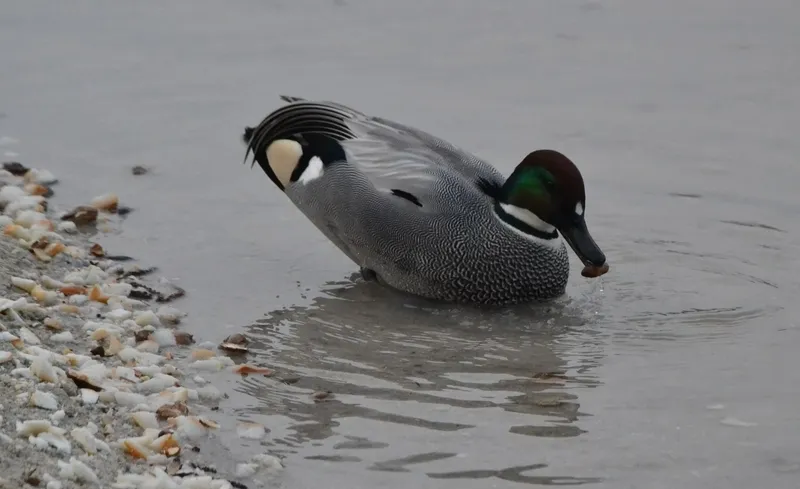 Foto 5 - Un ejemplar menos habitual en Espa&ntilde;a se asienta en la colonia de patos del &Aacute;gueda