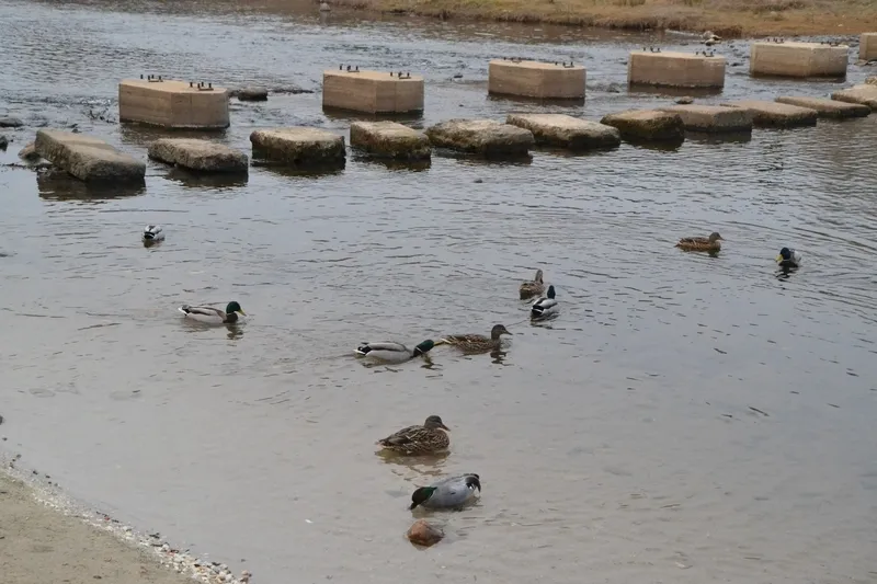 Foto 4 - Un ejemplar menos habitual en Espa&ntilde;a se asienta en la colonia de patos del &Aacute;gueda