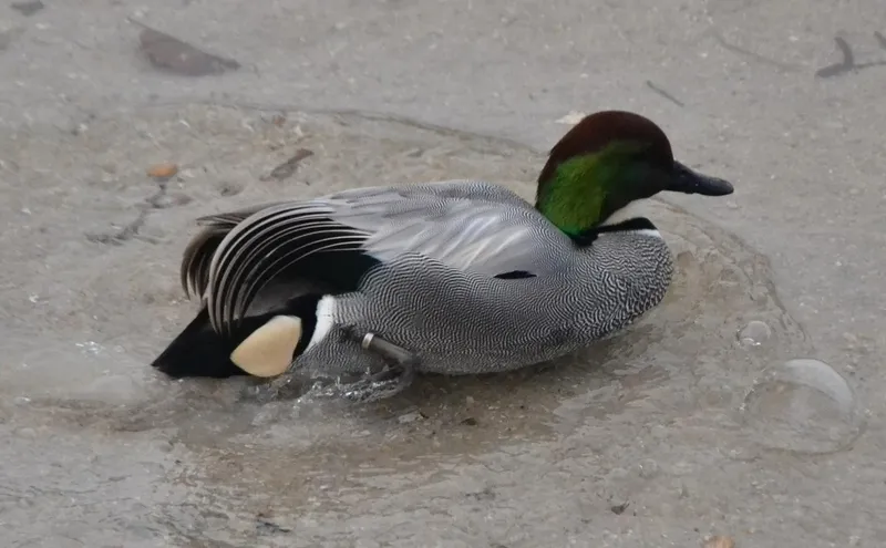 Foto 3 - Un ejemplar menos habitual en Espa&ntilde;a se asienta en la colonia de patos del &Aacute;gueda