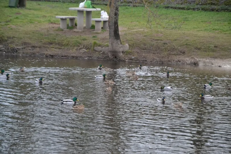 Foto 2 - Un ejemplar menos habitual en Espa&ntilde;a se asienta en la colonia de patos del &Aacute;gueda