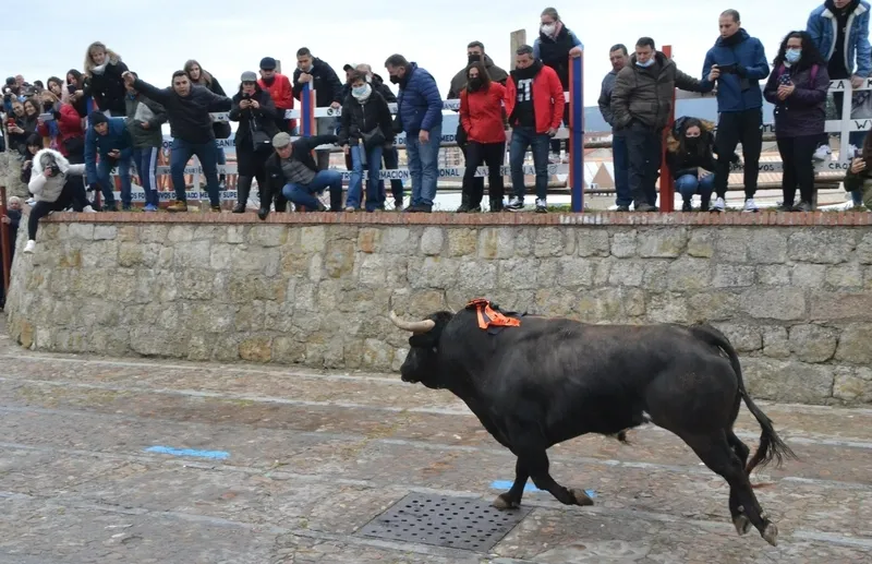 Foto 7 - &lsquo;Precioso&rsquo; deja el primer herido por asta de toro del Carnaval 2022