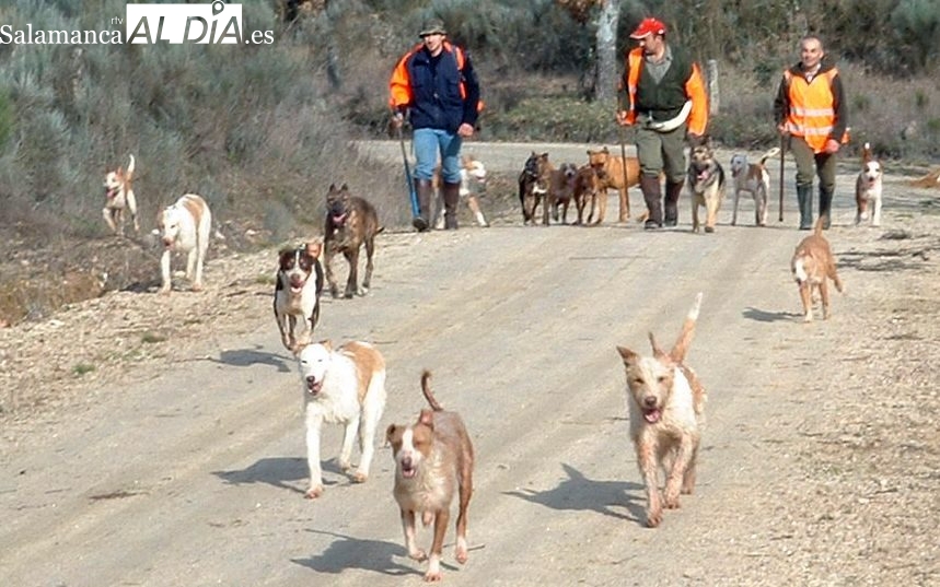 La nueva ley no distingue las mascotas de animales como los perros, utilizados para actividades como la ganadería o la caza / CORRAL