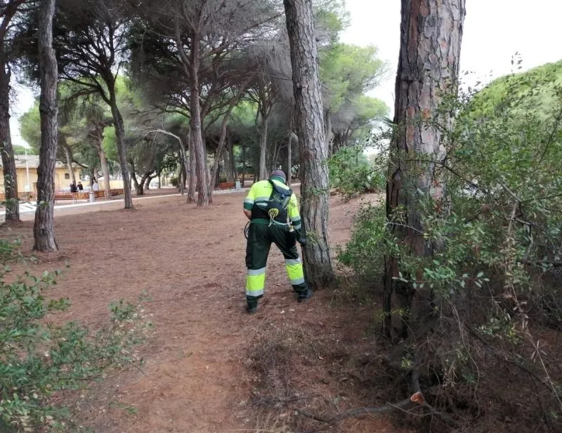 Operarios retirando bolsones de oruga procesionaria de los árboles en zonas verdes de la ciudad - Ayto. Salamanca