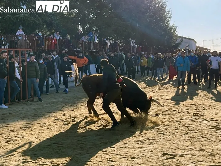 Miles de personas se congregaban en Babilafuente para vivir el Toro de San Blas