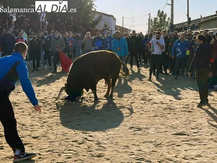 Miles de personas se congregaban en Babilafuente para vivir el Toro de San Blas