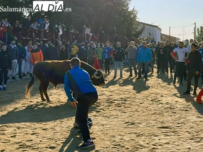 Miles de personas se congregaban en Babilafuente para vivir el Toro de San Blas