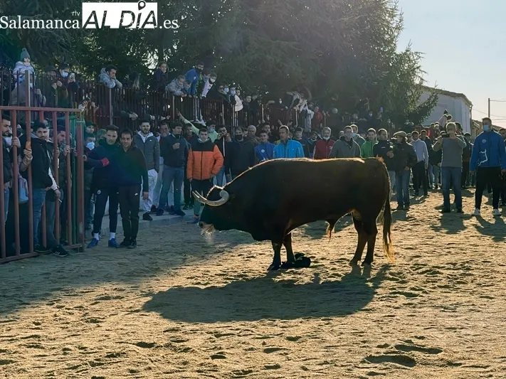 Miles de personas se congregaban en Babilafuente para vivir el Toro de San Blas