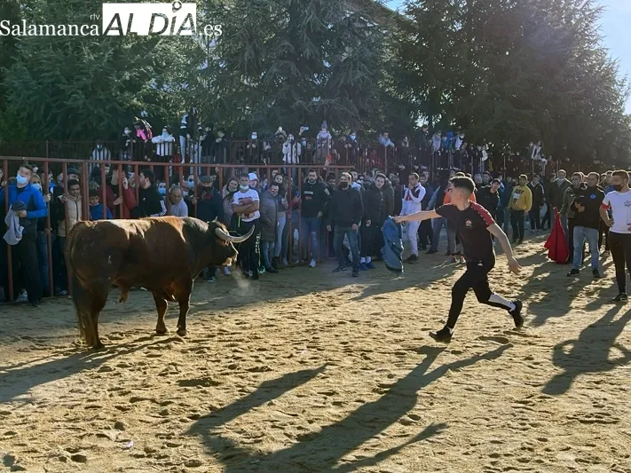Miles de personas se congregaban en Babilafuente para vivir el Toro de San Blas