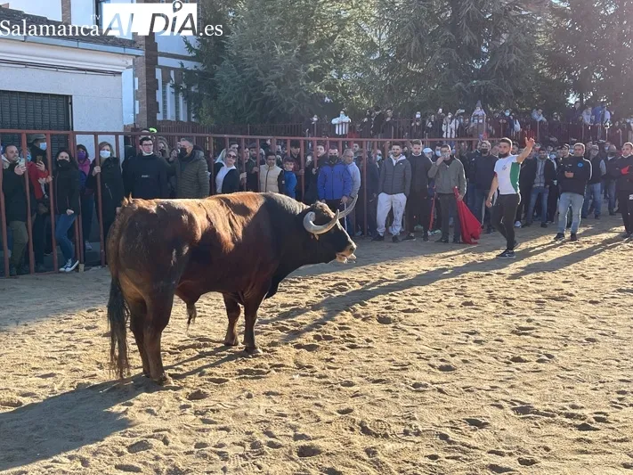 Miles de personas se congregaban en Babilafuente para vivir el Toro de San Blas