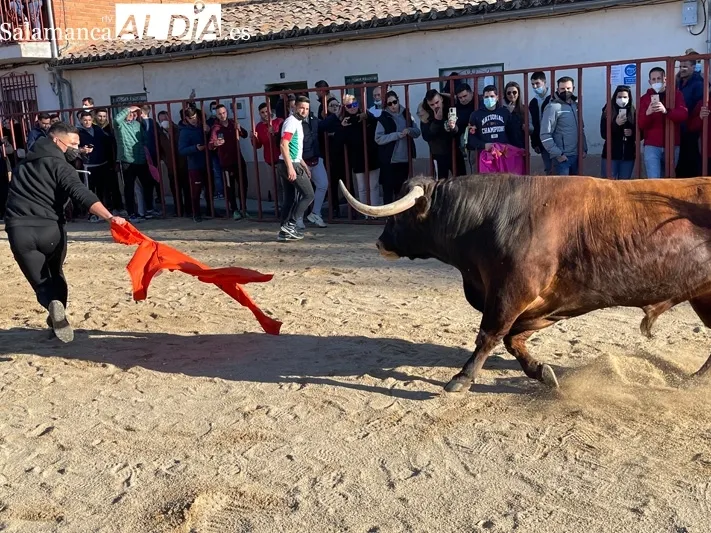 Miles de personas se congregaban en Babilafuente para vivir el Toro de San Blas