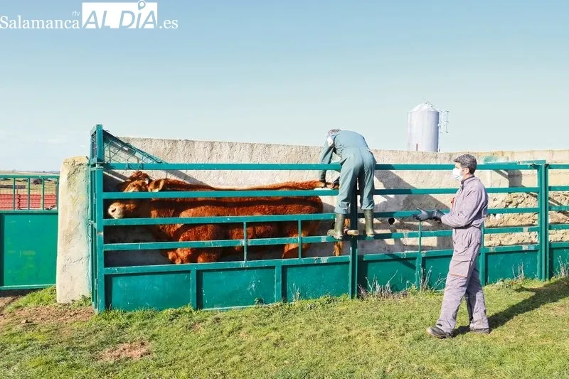 Manuel José Galante y Manuel Francisco Bogajo ejercen de veterinarios en la empresa Univet / CORRAL 