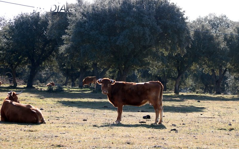 Mercado de ganado y lonja de Salamanca del 28 de febrero de 2022 