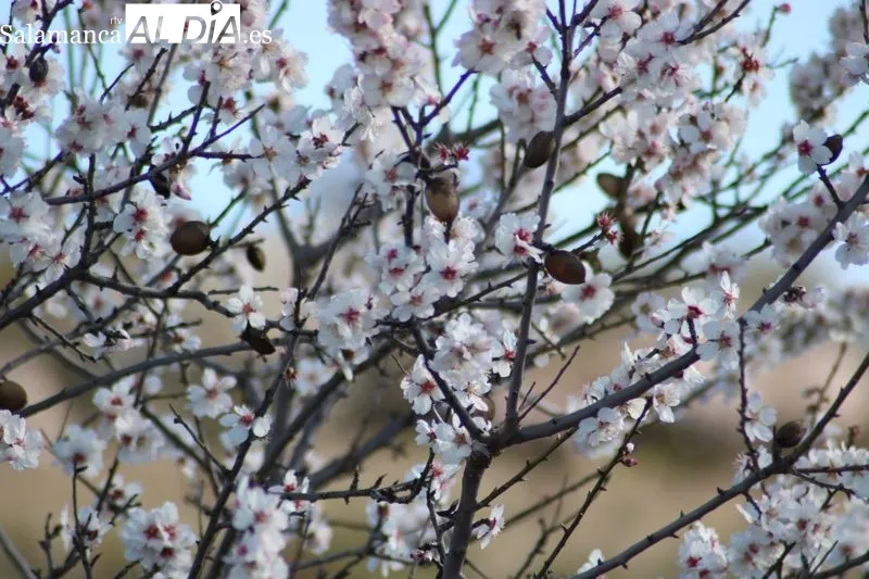 Marcha de senderismo 'Almendros en Flor' en La Fregeneda / CORRAL