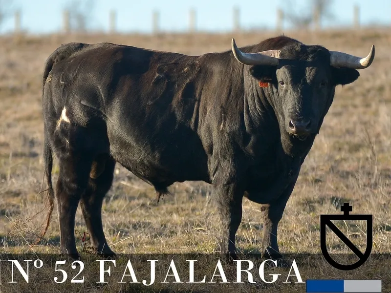 Foto 10 - Desvelada la imagen de los toros de los encierros y capeas nocturnas