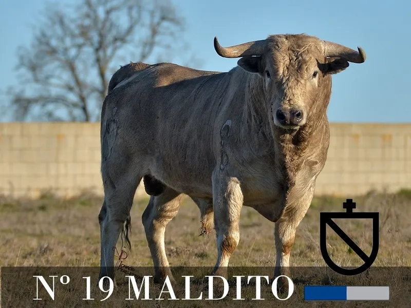 Foto 11 - Desvelada la imagen de los toros de los encierros y capeas nocturnas